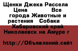 Щенки Джека Рассела › Цена ­ 10 000 - Все города Животные и растения » Собаки   . Хабаровский край,Николаевск-на-Амуре г.